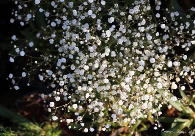 Gipsówka wiechowata 'Festival White Flare' Gypsophila paniculata