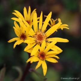 Języczka pomarańczowa 'Little Golden Ray' Ligularia dentata