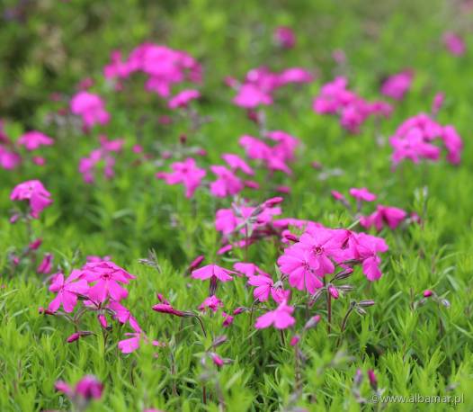 Floks szydlasty Spring 'Hot Pink' Phlox subulata