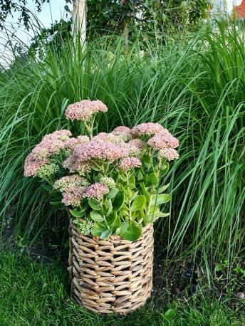 Rozchodnik wielki 'Indian Chief' Sedum telephium