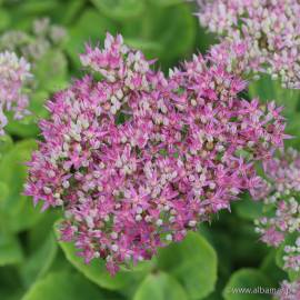 Rozchodnik okazały 'Meteor' Sedum spectabile