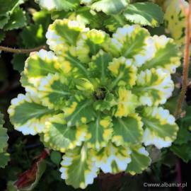 Skalnica cieniolubna 'Variegata' Saxifraga x urbium