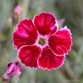 Goździk ogrodowy 'Flutterburst' Dianthus caryophyllus