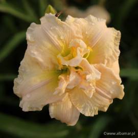 Liliowiec 'Schnickel Fritz' Hemerocallis