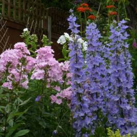 Dzwonek piramidalny Campanula pyramidalis