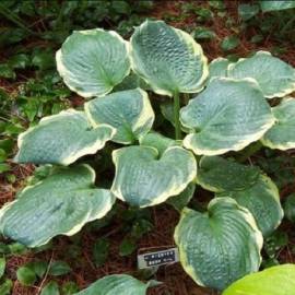 Funkia 'Pizzazz' Hosta