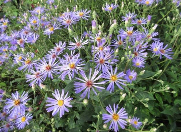 Aster wielkolistny 'Twilight' Aster macrophyllus