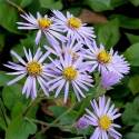 Aster wielkolistny 'Twilight' Aster macrophyllus