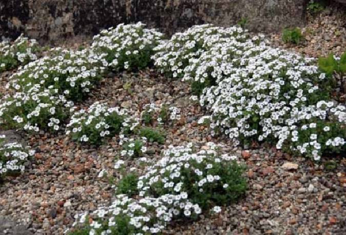 Gipsówka rogownicowata Gypsophila cerastioides