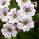 Gipsówka rogownicowata Gypsophila cerastioides