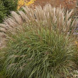 Miskant chiński 'Yaka Dance' Miscanthus sinensis