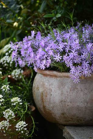 Floks mieszańcowy 'Bedazzled Lavender' Phlox x hybrida