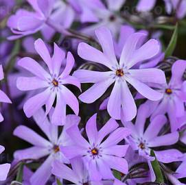 Floks mieszańcowy 'Bedazzled Lavender' Phlox x hybrida