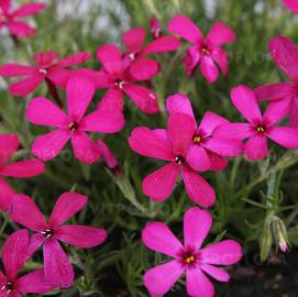 Floks Douglasa 'Ochsenblut' Phlox douglasii