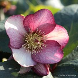 Ciemiernik glandorfski 'HGC Ice N' Roses Rosado' Helleborus × glandorfensis