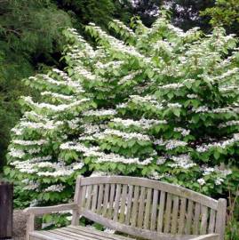 Kalina japońska 'Cascade' Viburnum plicatum