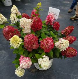 Hortensja bukietowa 'Quick Fire Fab' Hydrangea paniculata