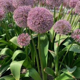 Czosnek 'Lucky Balloons' Allium