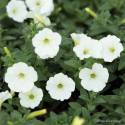 Supertunia VISTA 'Snowdrift' Petunia