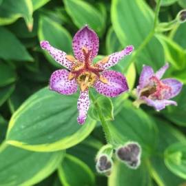 Trójsklepka tajwańska 'Autumn Glow' Tricyrtis formosana