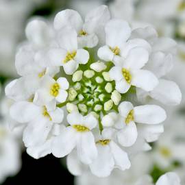 Ubiorek wiecznie zielony Snowsurfer 'Forte' Iberis sempervirens