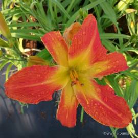 Liliowiec 'Carrick Wildon' Hemerocallis