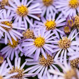 Aster żeniszkowaty 'Nanus' Aster ageratoides var. adustus