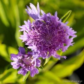 Stokezja gładka 'Klaus Jelitto' Stokesia laevis