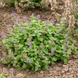 Kocimiętka groniasta 'Little Titch' Nepeta racemosa