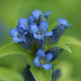 Goryczka krzyżowa Gentiana cruciata