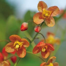 Epimedium warlejskie 'Orange Queen' Epimedium x warleyense