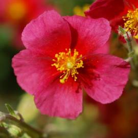 Posłonek 'Dompfaff' Helianthemum