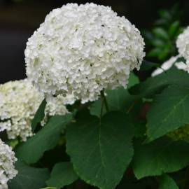 Hortensja drzewiasta 'Sterilis' Hydrangea arborescens