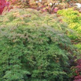 Klon palmowy 'Emerald Lace' Acer palmatum