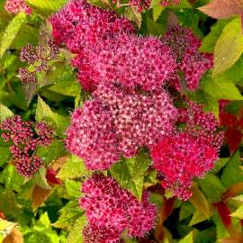 Tawuła japońska Double Play 'Doozie' Spirea japonica