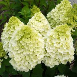 Hortensja bukietowa 'Panorama' Hydrangea paniculata