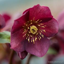 Ciemiernik glandorfski HGC Ice N' Roses 'Red' Helleborus × glandorfensis