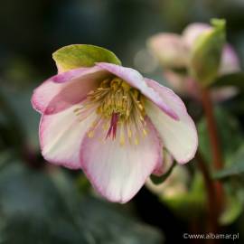 Ciemiernik glandorfski HGC Ice N' Roses 'Picotee' Helleborus × glandorfensis