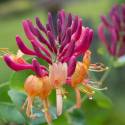 Wiciokrzew Heckrotta 'American Beauty' Lonicera heckrottii