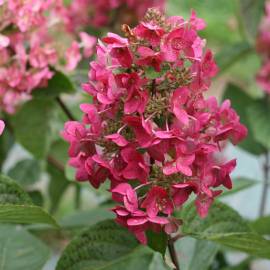 Hortensja bukietowa MEGA MINDY 'Ilvomindy' Hydrangea paniculata