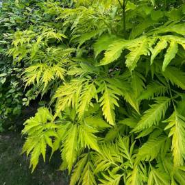 Bez koralowy 'Sutherland Gold' Sambucus racemosa