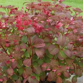 Hortensja piłkowana 'Santiago' Hydrangea serrata