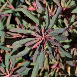 Wilczomlecz 'Miners Merlot' Euphorbia hybrida