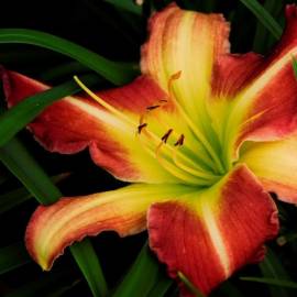 Liliowiec 'Mike Reed' Hemerocallis