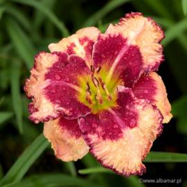 Liliowiec 'Outstanding' Hemerocallis