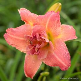 Liliowiec 'Think Pink' Hemerocallis