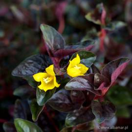 Tojeść gęstokwiatowa 'Persian Chocolate' Lysimachia congestiflora