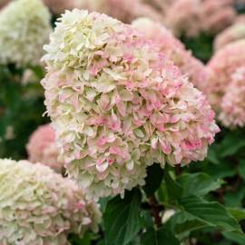 Hortensja bukietowa Living Summer Love 'LCNO2' Hydrangea paniculata