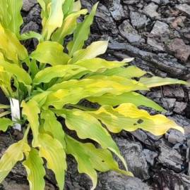 Funkia 'Golden Hawaiian Luau' Hosta