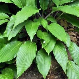 Funkia 'Red Neck Heaven' Hosta